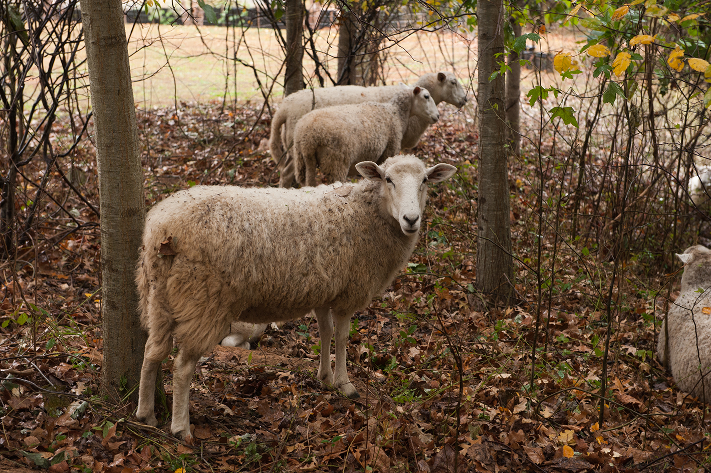 Sheep are helping clean up kudzu in an area north of the BioTech Quad.