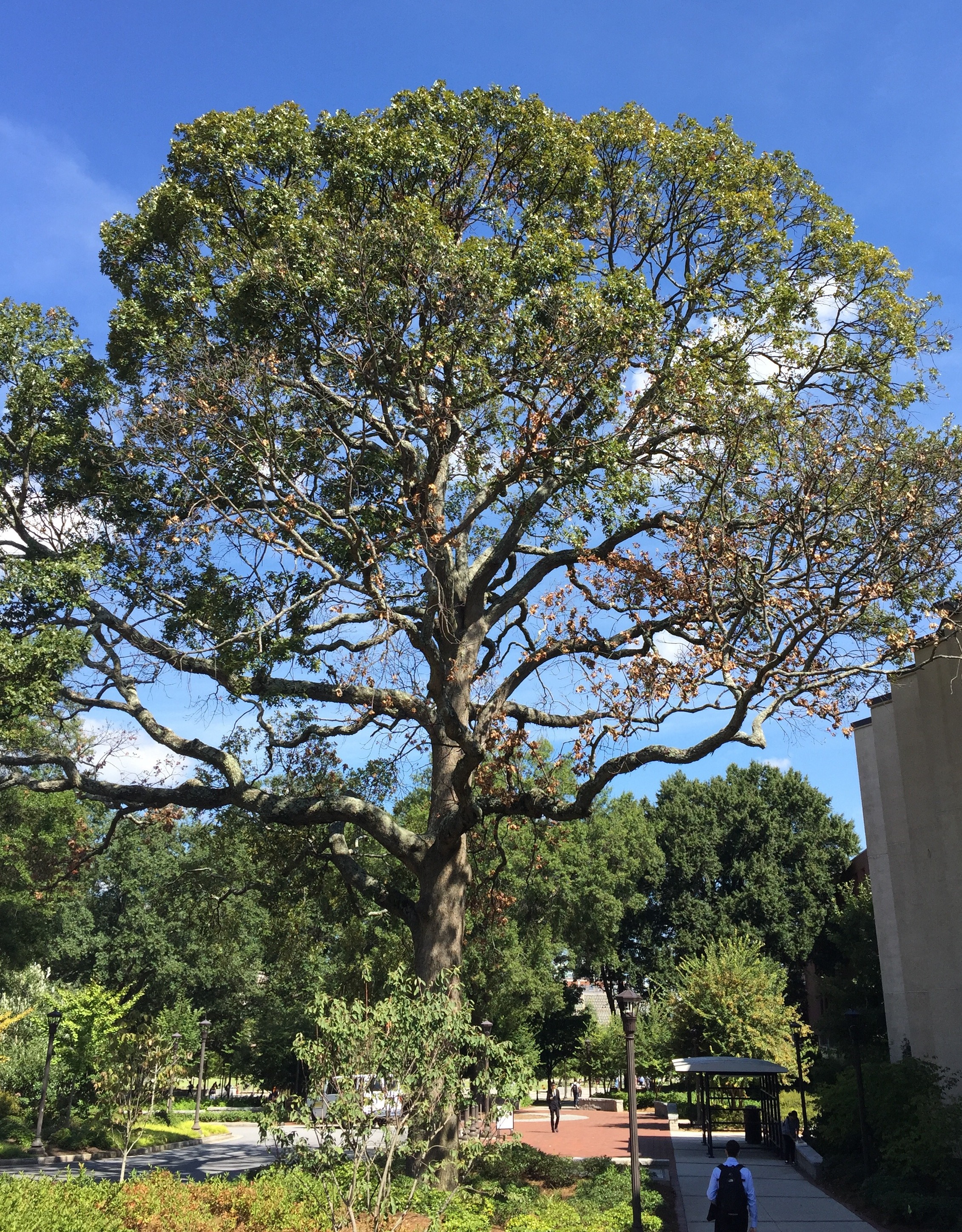 A 34-inch caliper Post Oak located at the transit hub on the south side of the Student Center is scheduled to be removed on Sept. 19. Tech’s Landscape Services department had an independent risk assessment and recommendation report conducted by Bartlett Tree Experts in August, and it was determined that, structurally, the tree has failed: 40 percent of its limbs are dead, and it is suffering from waterlog root decay. This tree has been deemed a high failure-high risk.