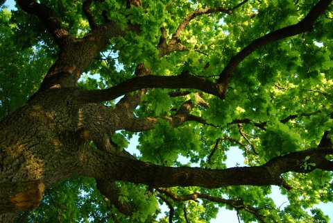 Branched Oak Tree