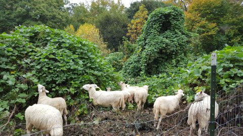 Sheep Return to Campus